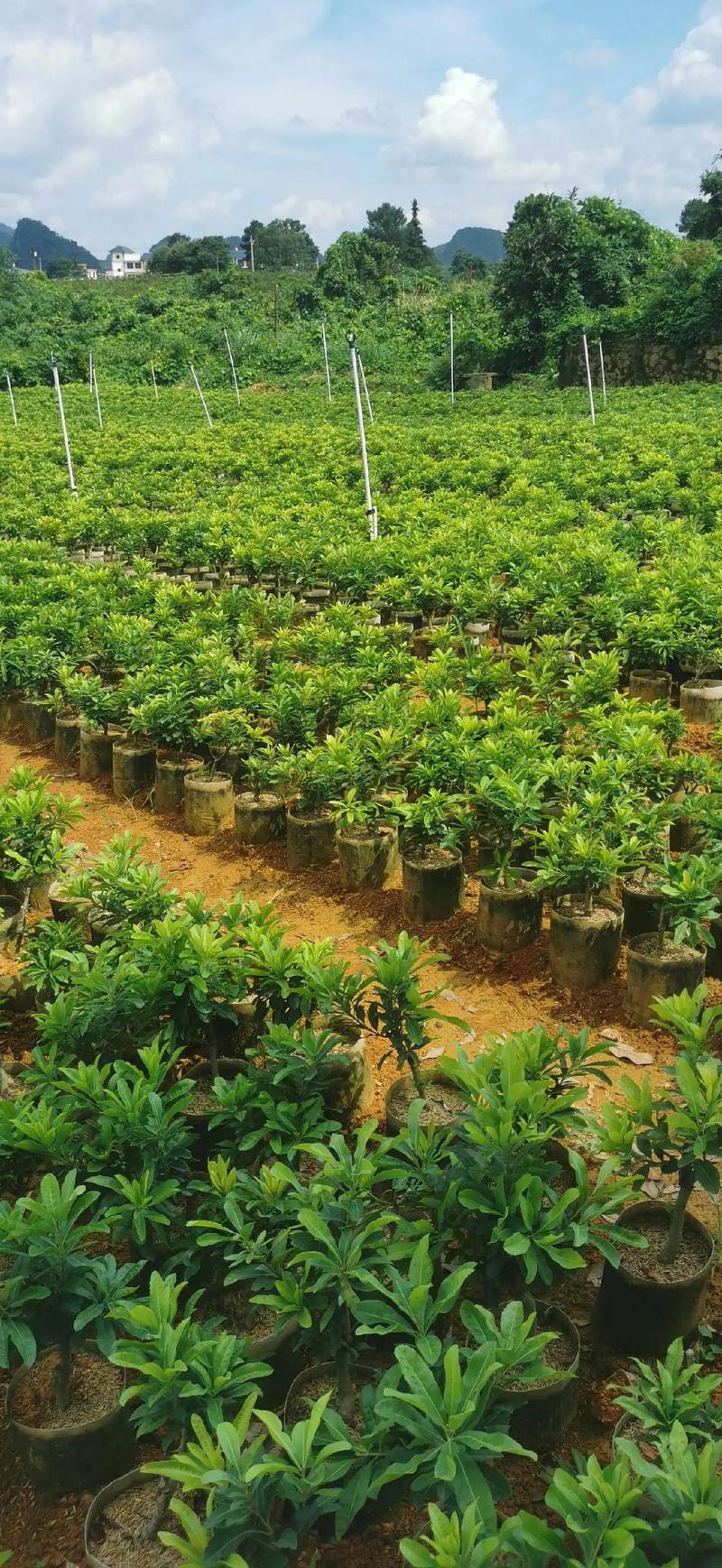 园林绿化施工：行业新风向